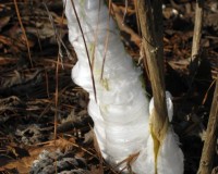 frostweed 2.jpg